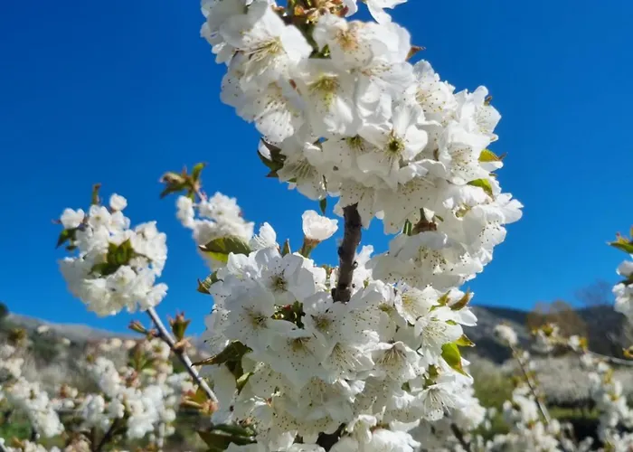 La Albarea By #cherrygredos El Arenal